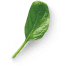 Ingredient Image